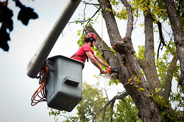 Professional Tree Services in Roundup, MT